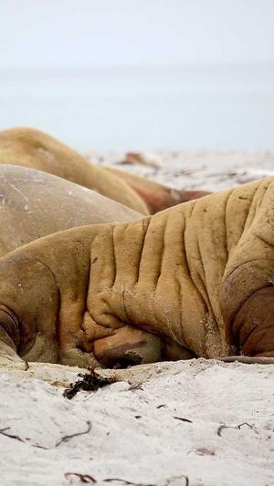 哈密瓜和酸奶可以一起吃吗截图4